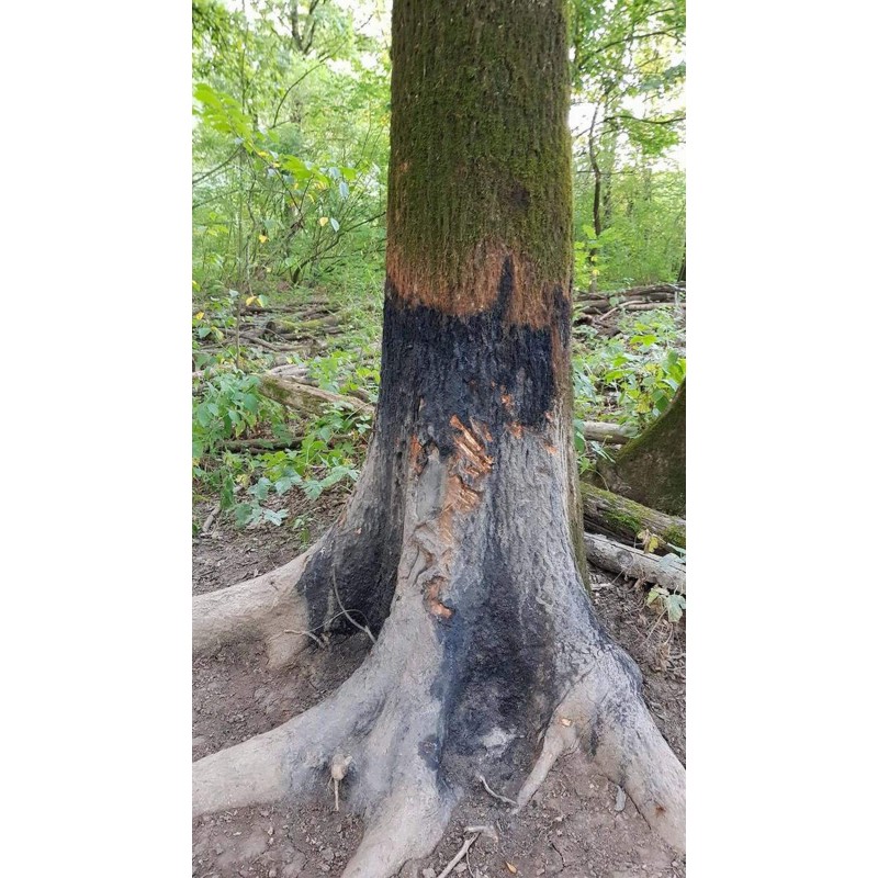 Bouteille de Black Fire Original 500ml