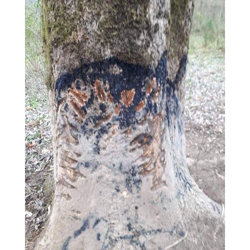 Bouteille de Black Fire Original 500ml