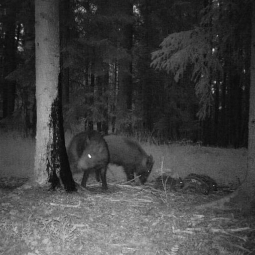 Carton de 6 bouteilles de Black Fire Original